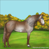 Horse Color:Gray Chestnut Frame 