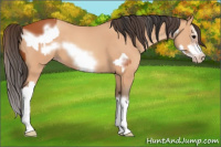 Horse Color:Bay Splash Frame  and Amber Champagne Splash Frame 