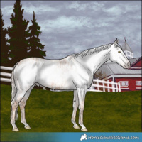 Horse Color:Gray Gold Champagne Near Leopard  and Gray Gold Champagne Near Leopard 