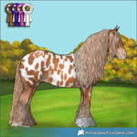 Horse Color:Gray Gold Champagne Near Leopard  and Gray Gold Champagne Near Leopard 
