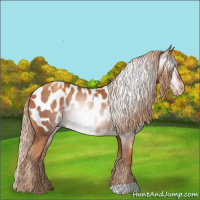 Horse Color:Gray Gold Champagne Appaloosa and Gray Gold Champagne Appaloosa