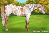 Horse Color:Gray Gold Champagne Appaloosa  and Gray Gold Champagne Appaloosa 