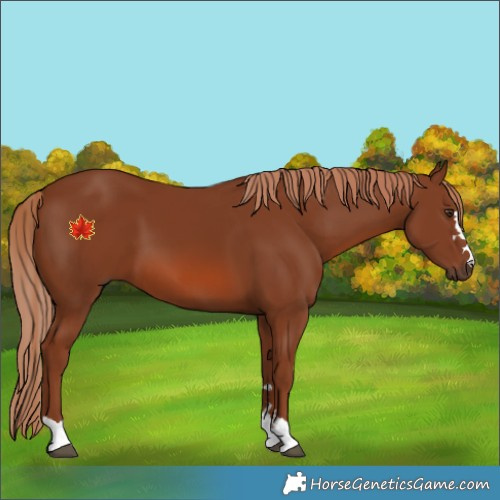 Horse Color:Chestnut 