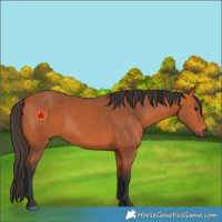 Horse Color:Bay 