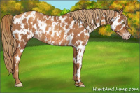 Horse Color:Gray Gold Champagne Appaloosa  and Gray Gold Champagne Appaloosa Rabicano 