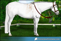 Horse Color:Gray Gold Cream Champagne Near Leopard and Gray Gold Cream Champagne Dun Near Leopard