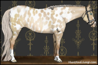 Horse Color:Silver Smoky Grullo Pearl Sabino Near Leopard 