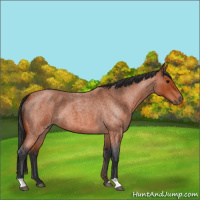 Horse Color:Bay Roan 