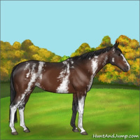 Horse Color:White Spotted Brown 