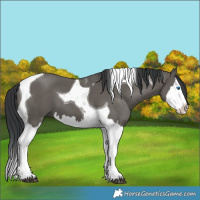 Horse Color:Grullo Splash Tobiano 