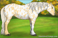 Horse Color:Palomino Near Leopard 