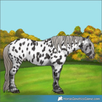 Horse Color:Smoky Black Appaloosa 