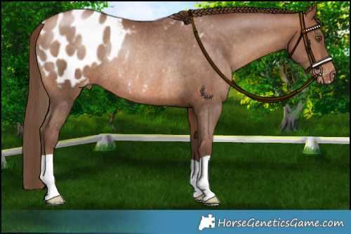 Horse Color:Brown Pearl Appaloosa Rabicano 
