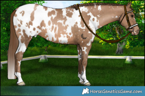 Horse Color:White Spotted Brown Pearl Appaloosa