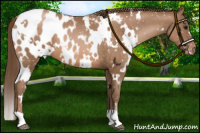 Horse Color:White Spotted Brown Pearl Appaloosa