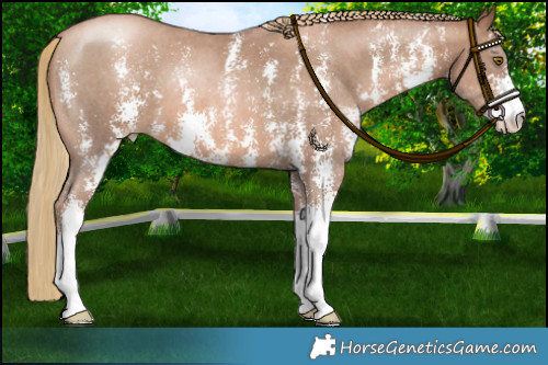 Horse Color:Liver Chestnut Pearl Sabino