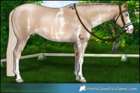 Horse Color:Chocolate Palomino Pearl Sabino 