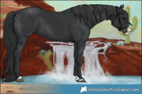 Horse Color:Black Splash 