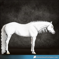 Horse Color:Gray Gold Champagne Appaloosa  and Gray Gold Champagne Appaloosa 