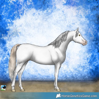 Horse Color:Gray Gold Champagne Appaloosa  and Gray Gold Champagne Appaloosa 