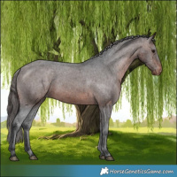 Horse Color:Brown Appaloosa