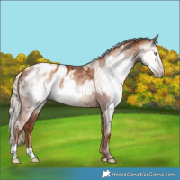 Horse Color:Gray Gold Champagne Appaloosa  and Gray Gold Champagne Appaloosa 