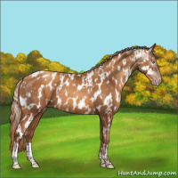 Horse Color:Gray Gold Champagne Appaloosa  and Gray Gold Champagne Appaloosa 