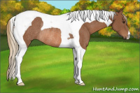 Horse Color:Chestnut Tobiano Rabicano