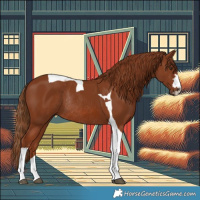 Horse Color:Chestnut Tobiano Rabicano 