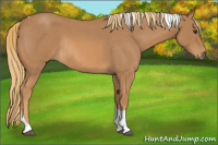 Horse Color:Red Roan Tobiano Rabicano 