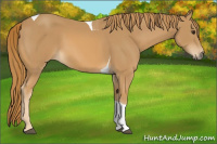 Horse Color:Chestnut Tobiano Rabicano 