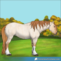 Horse Color:Red Dun Roan Tobiano