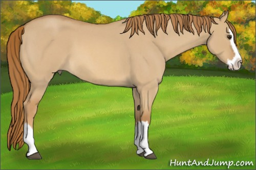 Horse Color:Red Dun Roan Splash 