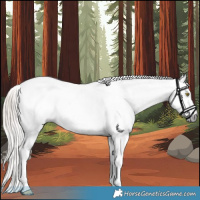 Horse Color:Gray Gold Champagne Near Leopard  and Gray Gold Champagne Splash Near Leopard 