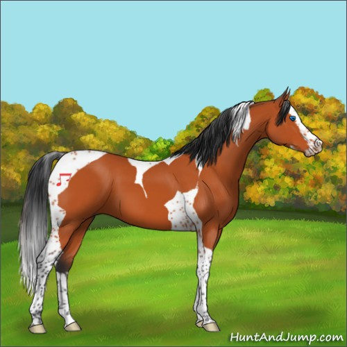 Horse Color:Bay Splash Tobiano 