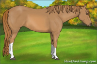 Horse Color:Chestnut Tobiano Rabicano 