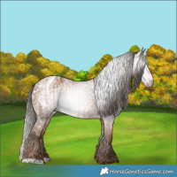 Horse Color:Gray Gold Champagne Appaloosa  and Gray Amber Champagne Appaloosa 