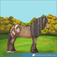 Horse Color:Gray Gold Champagne Blanket  and Gray Amber Champagne Blanket 