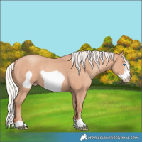Horse Color:Silver Amber Champagne Frame 