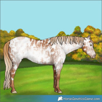 Horse Color:Gray Gold Champagne Appaloosa  and Gray Gold Champagne Appaloosa 
