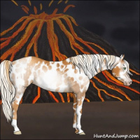 Horse Color:Gray Gold Cream Champagne Appaloosa  and Gray Gold Cream Champagne Appaloosa 