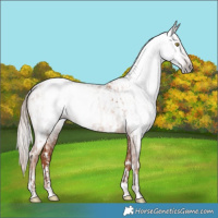 Horse Color:Gray Gold Champagne Appaloosa and Gray Gold Champagne Frame Appaloosa
