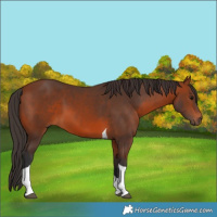 Horse Color:Bay Tobiano