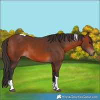 Horse Color:Bay Tobiano 