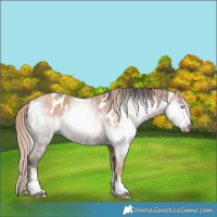 Horse Color:Gray Gold Champagne Near Leopard  and Gray Amber Champagne Near Leopard 
