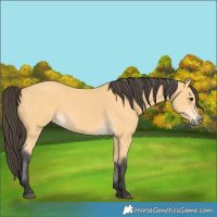 Horse Color:Buckskin 