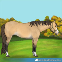 Horse Color:Buckskin Dun 