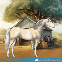 Horse Color:White Spotted Gold Cream Champagne 