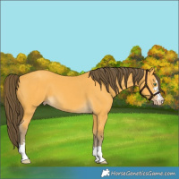 Horse Color:Amber Cream Champagne 
