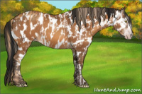 Horse Color:Gray Gold Champagne Appaloosa  and Gray Amber Champagne Appaloosa 